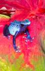 Blue dart frog, Surinam Art Print